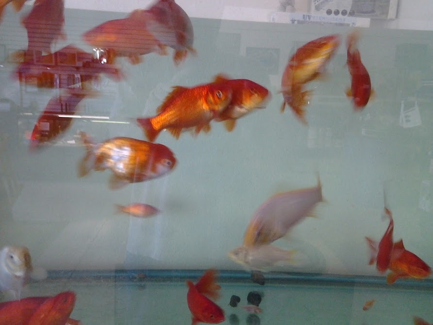 goldfish1